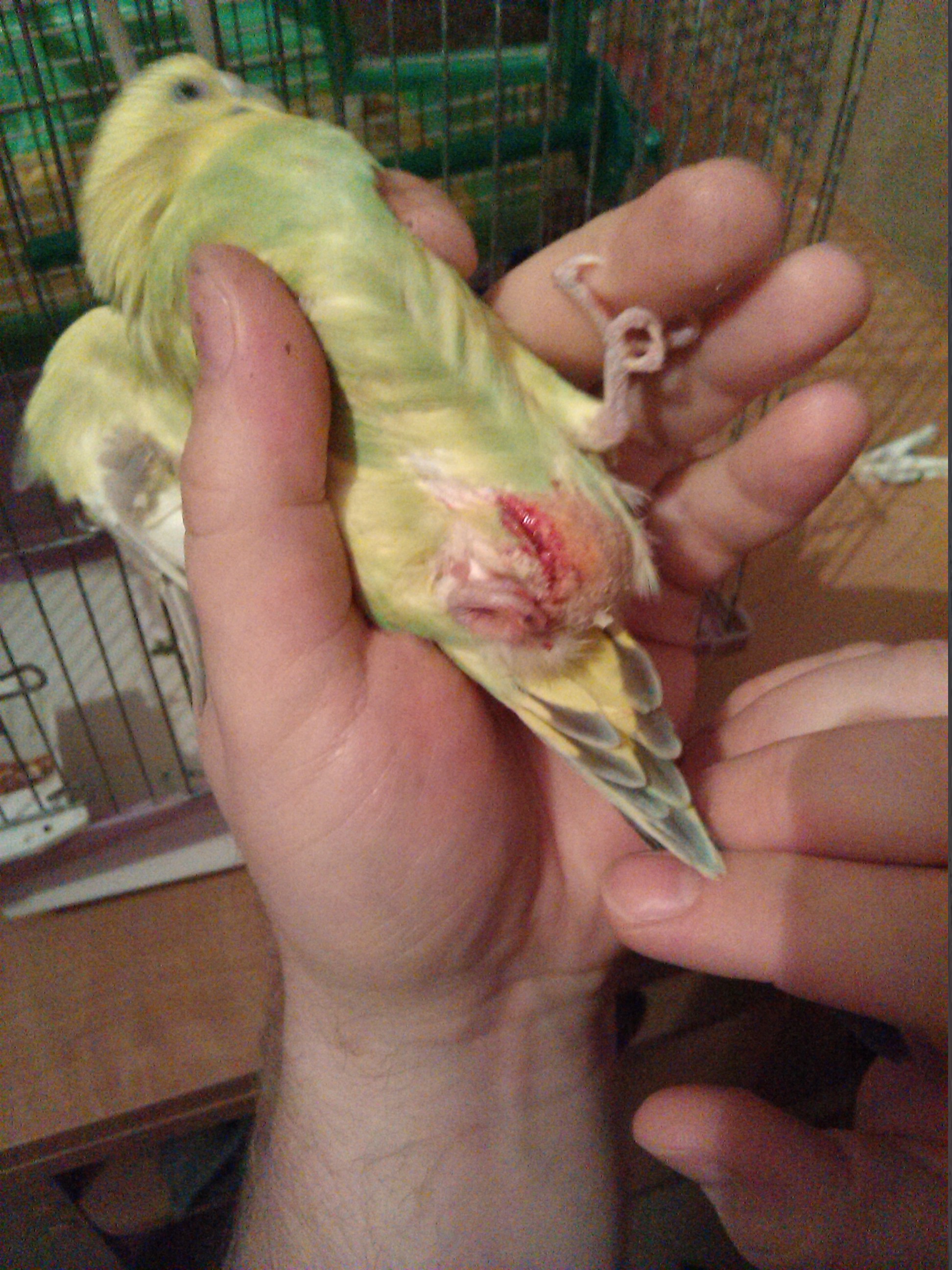 Половые органы попугаев